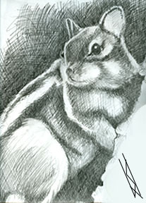 squirrel.jpg